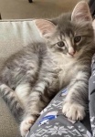 Otis the Cat
