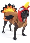 Rooster ?