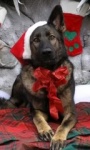 Xmas