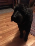 Libby