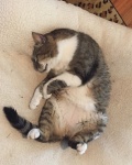 Kitty