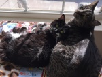 Cats_2017