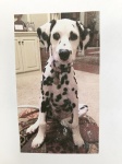 Dori