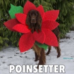 Poinsetter