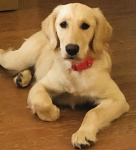 Lab