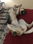 Belly rub?